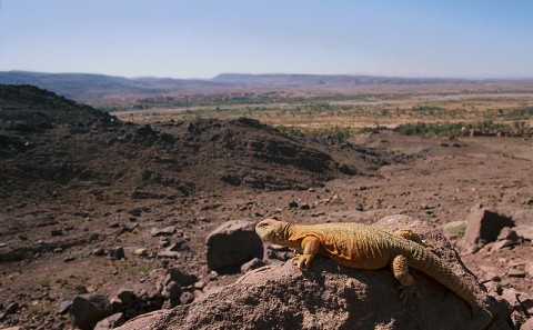 morocco_fauna21.jpg